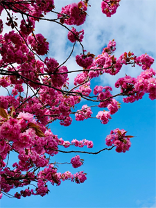 image of cherry blossom